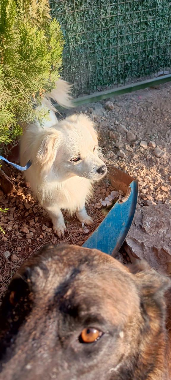 Cooki, un simil volpino allegro e giocherellone Foto 7